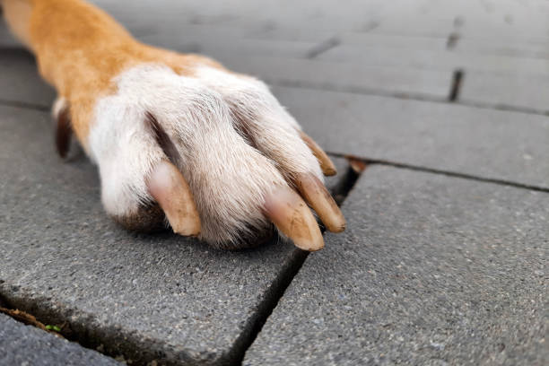 istock Front red dog paw with white foot close up. 1479111150