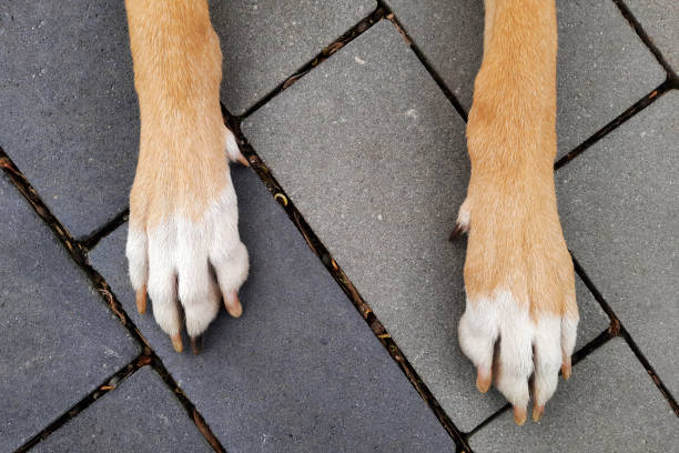 Paws of dog lying on sidewalk.