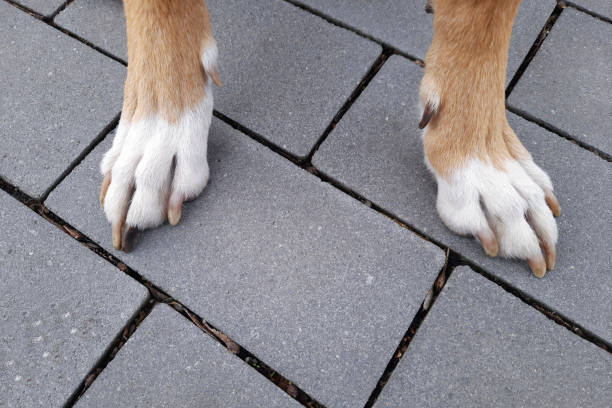 istock Dog paws. White and black mongrel claws. Paw care after active walk. 1479111160