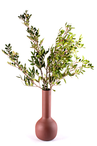 Branches of a plant with green leaves in a brown vase on a white background