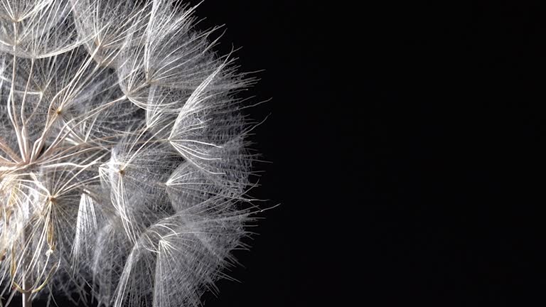 Close up video of dandelion on black background