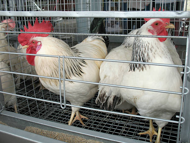istock white hen at poultry farm 147911302