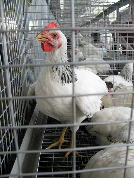 istock white hen at poultry farm 147911303