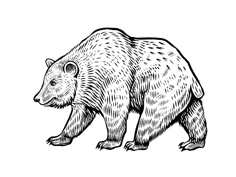 Walking bear sketch, vector black and white illustration, side grizzly view.
