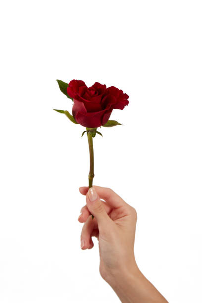 istock Female Hand Holds Roses On White 1479113631