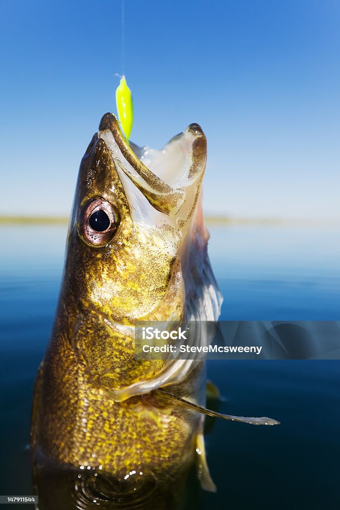 Stizostedion vitreum vitreum pesca - Foto de stock de Anzol de pesca royalty-free