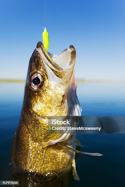 Foto de Stizostedion Vitreum Vitreum Pesca e mais fotos de stock de Anzol de pesca - Anzol de pesca, Mar, Peixe