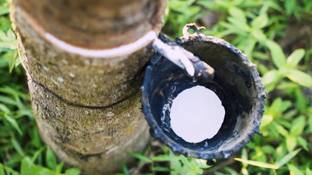 Closeup Tapping latex flowing from rubber tree in the rubber forest.
