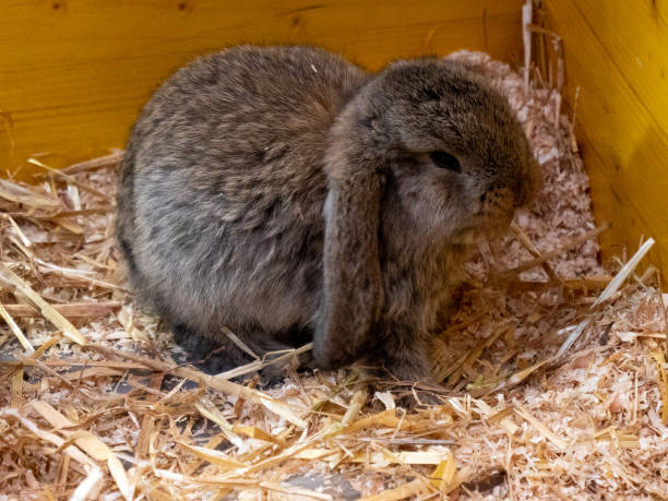 istock The giant ram rabbit baby 1479115585