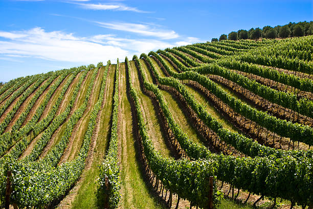 Landscape image of a vineyard stock photo