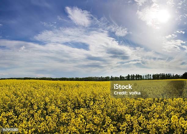 Amarillo Foto de stock y más banco de imágenes de Amarillo - Color - Amarillo - Color, Azul, Campo - Tierra cultivada