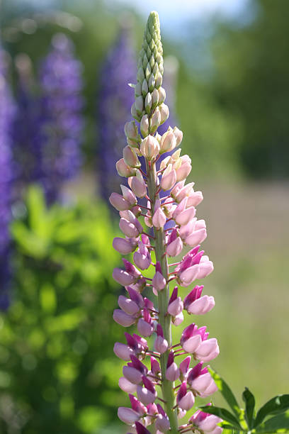 Pink Lupine stock photo