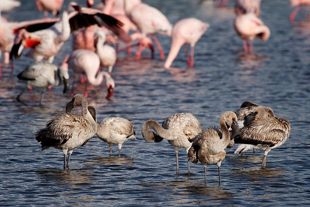 Flamingo adolescenti, Lago Nakuru, Kenya - foto stock