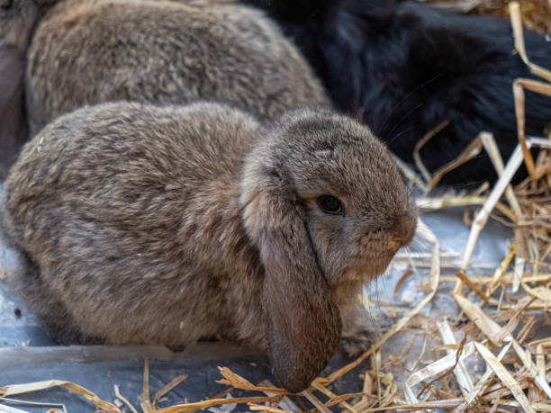 istock The giant ram rabbit baby 1479116389