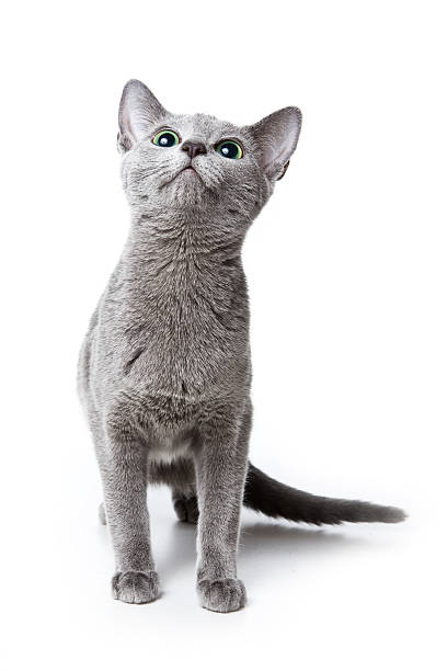Russian blue kitten on white background stock photo