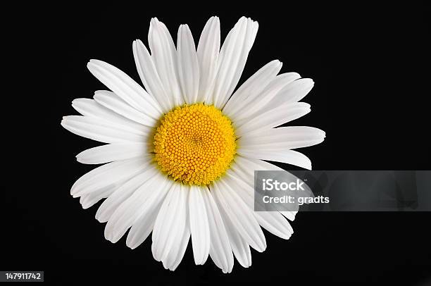 Margarida Margarida - Fotografias de stock e mais imagens de Amarelo - Amarelo, Argyranthemum, Cabeça de Flor