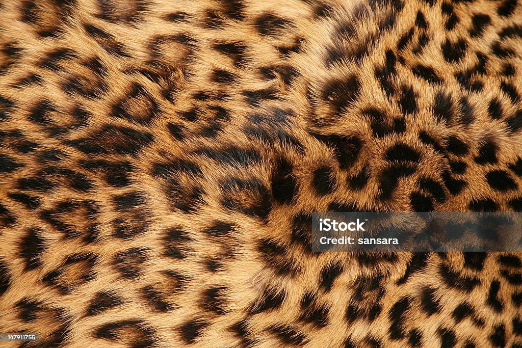 Piel de leopardo - Foto de stock de Leopardo libre de derechos