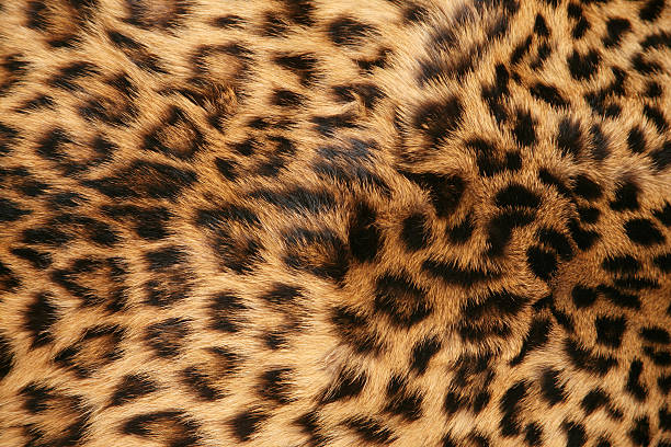 Skin of the leopard stock photo