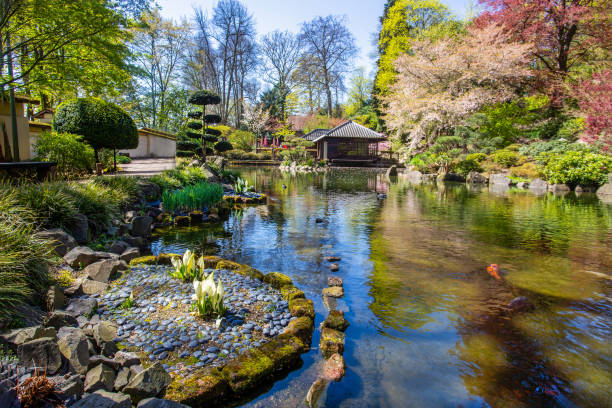 istock Lysichoton  white blossoms, cherry blossom,  topiary pine tree  in Japanese garden in Kaiserslautern in April, 20 1479117621