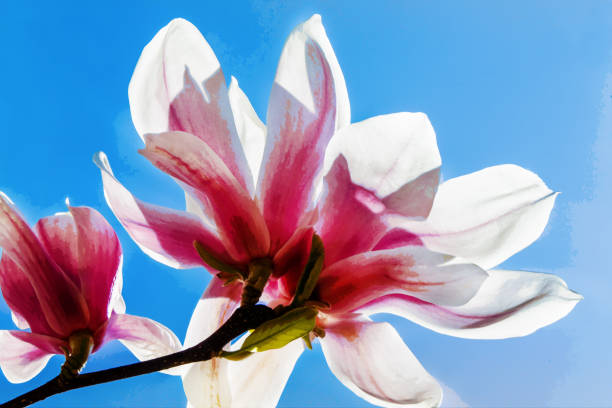 istock Magnolia flowers on blue sky background 1479117623
