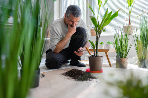 istock Home gardening. Man e-learning how to repot his houseplants. 1479117991