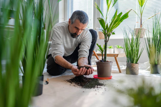istock Home gardening. Man repotting his houseplants. 1479118008