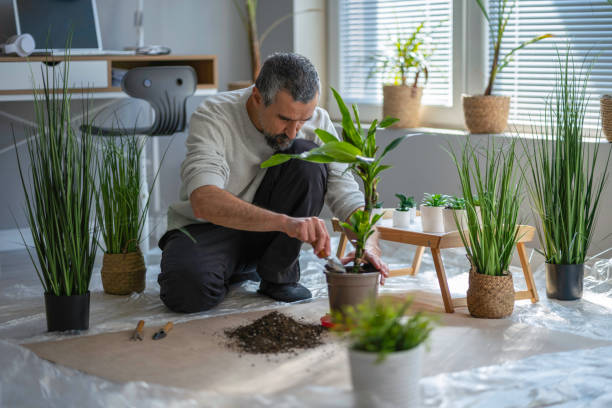 istock Home gardening. Man repotting his houseplants. 1479118009