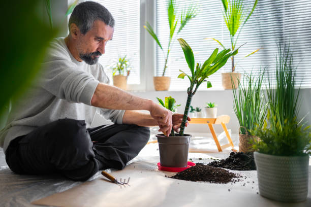 istock Home gardening. Man repotting his houseplants. 1479118036