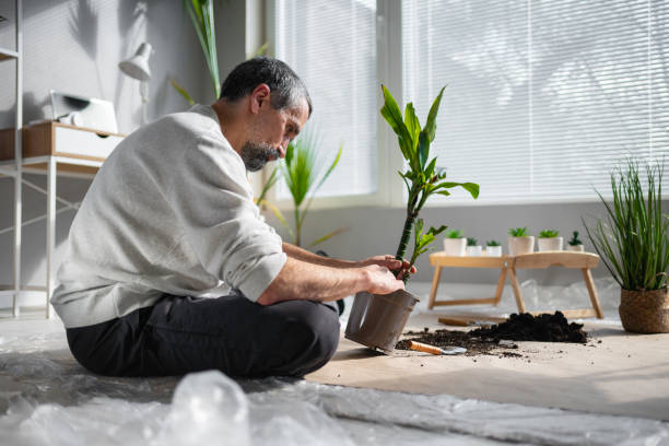 istock Home gardening. Man repotting his houseplants. 1479118040