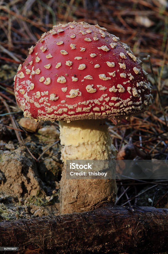 Cogumelo venenoso - Foto de stock de Amanita parcivolvata royalty-free