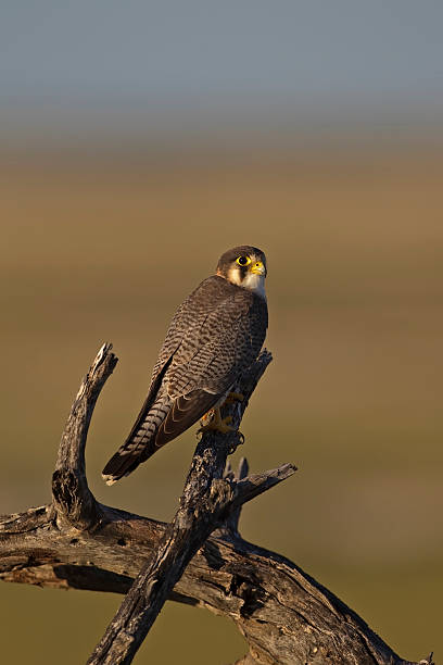 Lanner Falcon stock photo