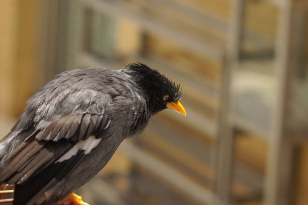 Javan myna or Jalak kebo (Acridotheres javanicus) with blurred background