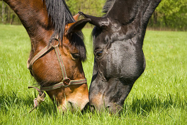 pony horse grazing on the grass in public park, Poland