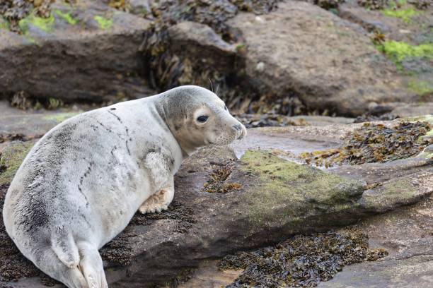 istock Seal on a rock in Whitley bay beach. 1479120956