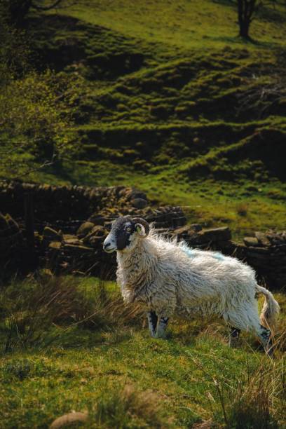 Majestic white furry Boreray sheep standing on the green hillside A majestic white furry Boreray sheep standing on the green hillside boreray and stac lee stock pictures, royalty-free photos & images