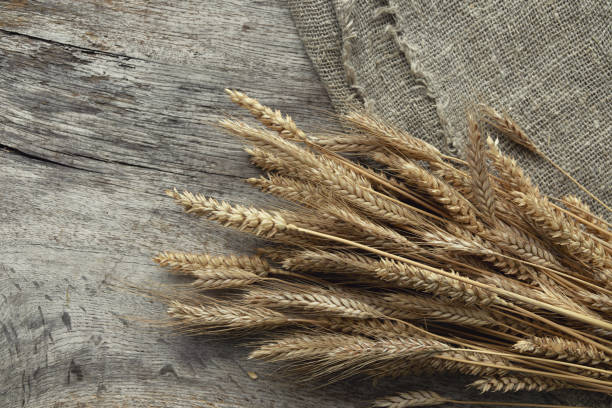 istock spikelets of wheat on an oak table 1479121563