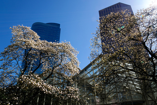 cherry blossoms Burrard station in Canada Vancouver stairs to skyscrapers lantern spring beauty of nature white handrails for climbing from Sky Train station no people calm day bright sky Canada 2023