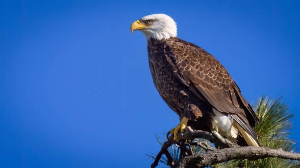 istock Majestic bald eagle perched atop a tree branch against a vibrant blue sky background. 1479122904