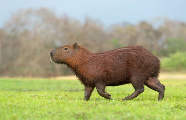 istock Close up of Capybara on a river bank 1479123098