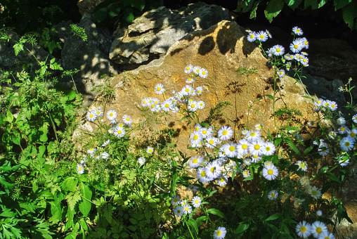 Erigeron annuus small white flowers growing in summer sunlight field. Little daisy fleabane grow near rock in sunny spring garden, selective focus