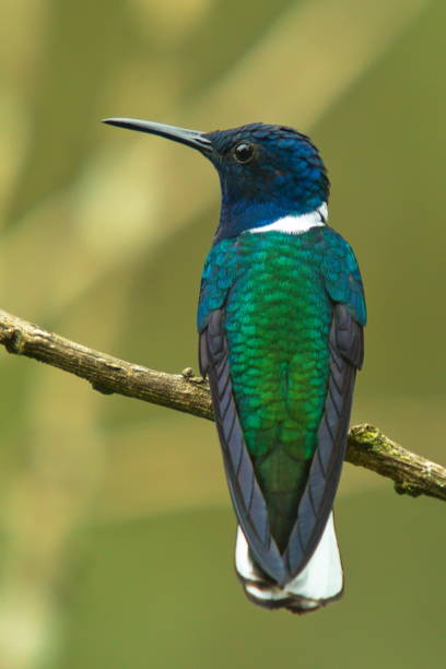 istock Hummingbird in Mindo, Ecuador, South America 1479123616
