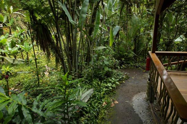 istock Vegetation at a lodge in Mindo, Ecuador, South America 1479123659
