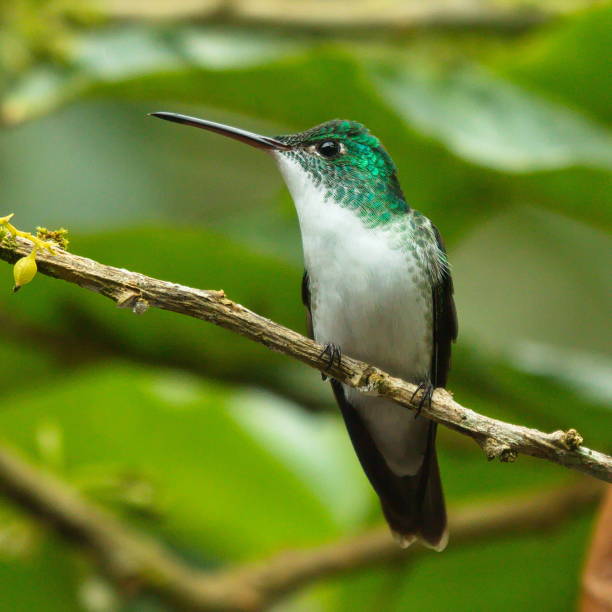 istock Hummingbird in Mindo, Ecuador, South America 1479123764