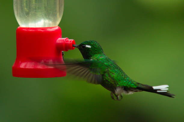 istock Hummingbirds on a feeder in Mindo, Ecuador, South America 1479123848