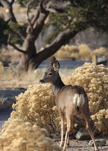 Baby mule deer stock photo