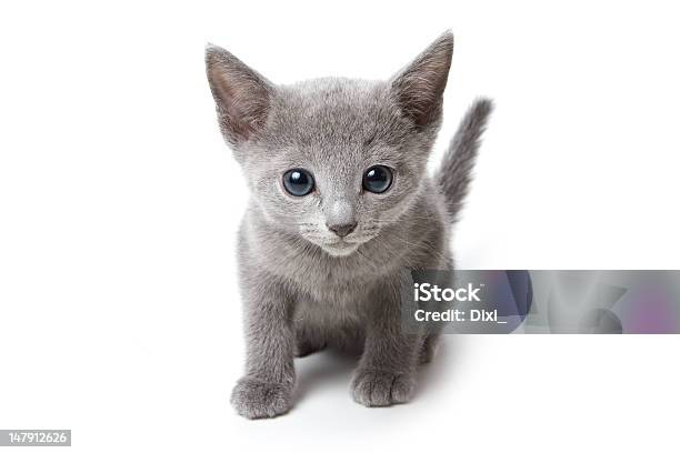 Russian Blue Kitten On White Background Stock Photo - Download Image Now - Animal, Burmese Cat, Child