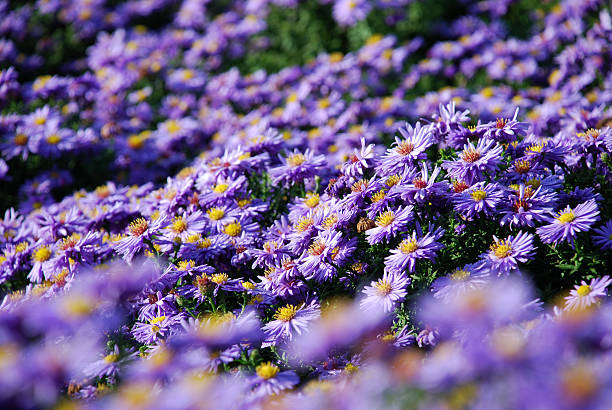 Purple Flower Sea stock photo