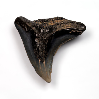 Fossil snaggletooth shark tooth, Hemipristis species, isolated on white background.