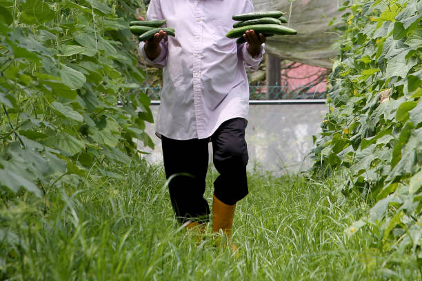 A Bangladeshi male worker is working at greenhouse - harvesting Japanese cucumber
