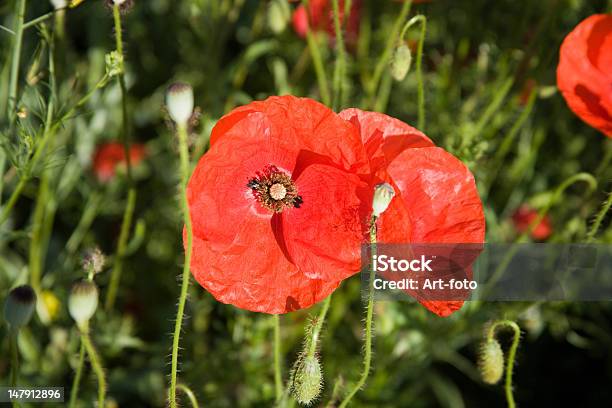 레드 Poppies 0명에 대한 스톡 사진 및 기타 이미지 - 0명, 곡초류, 꽃 한송이